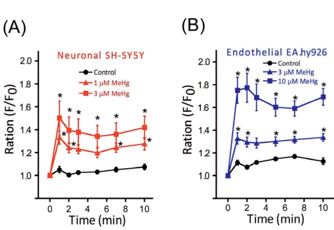 Fig. 9. Calcium mobilization induced by MeHg. MeHg induced dose- dose-dependent increase in fluo-4 F/F 0  ratio changes in SH-SY5Y (A, n=7) and 
