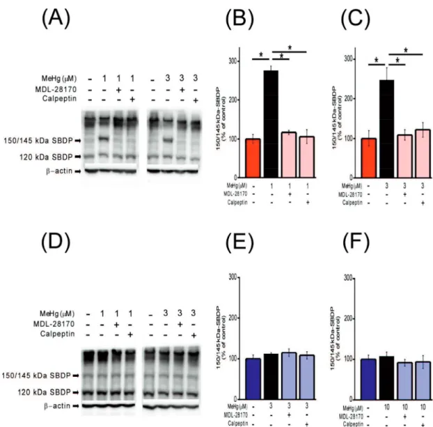 Fig. 10. Calpain activation induced by MeHg and effect of calpain inhibitors. MeHg  induced change in 150/145 kDa SBDP was investigated in SH-SY5Y (A-C, n=5) and  EA.hy926 cells (D-F, n=6)