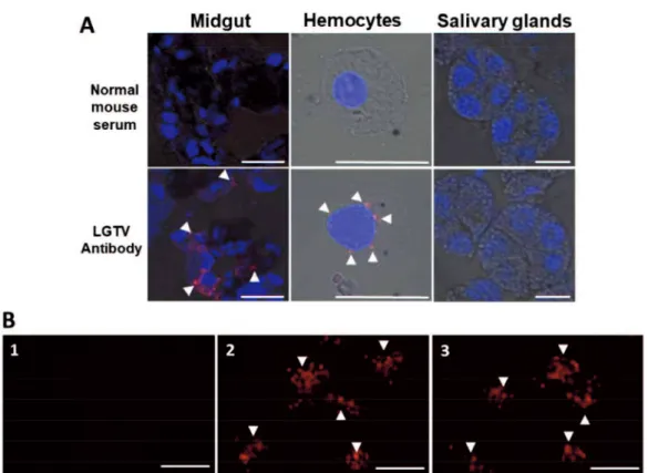 Fig. 1.2 Localization of Langat virus in selected organs from unfed adult ticks after  infection  via  anal  pore  microinjection  and  immunofluorescence  assay  detection  of  LGTV  antibodies  in  serum  samples  from  mice