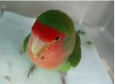 図 3-2.  慢性嘔吐症状を示したコザクラインコ 