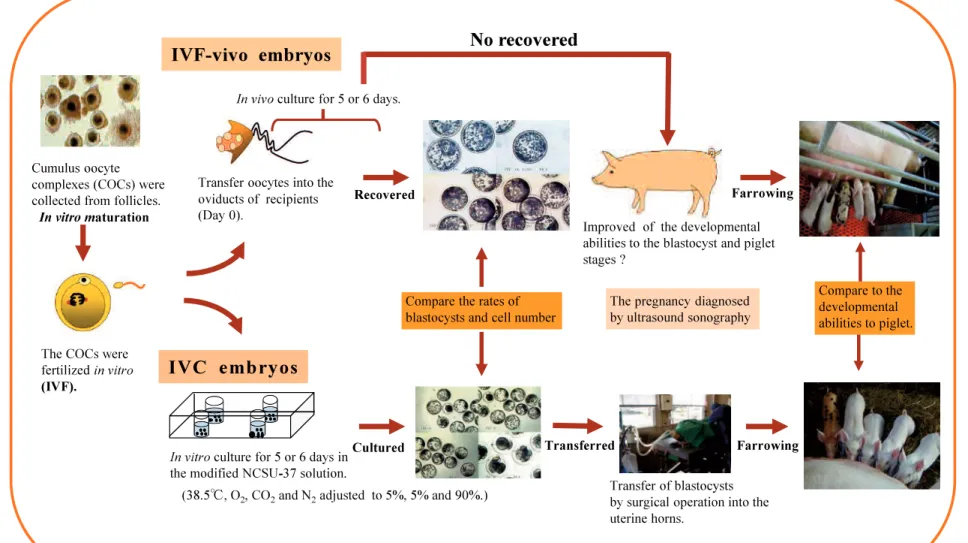 Figure 1. Materials and methods. 
