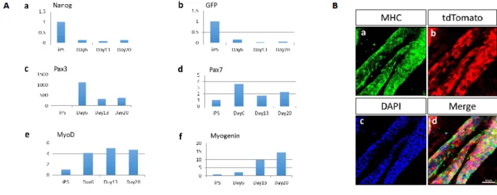 Figure 4. Time course of skeletal musclecell differentiation from tdTomato-labelediPS cells