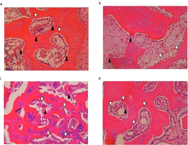 Figure 6. Histological HE staining in subchondral bone 3 weeks after surgery.  Histological  HE  staining  in  the  trochlear  sulcus  and  the  enlarged  photo  in  the  subchondral bone