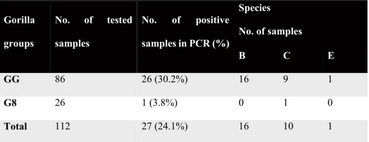 Table  1.1.  Detection  of  adenovirus  DPOL  and  hexon  genes  in  samples  from  gorilla  groups in  Gorilla  groups  No