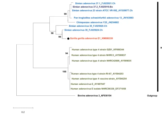 Figure 1.3. Phylogenetic tree of the adenovirus hexon gene loop 1 of HAdV-E0.294999699