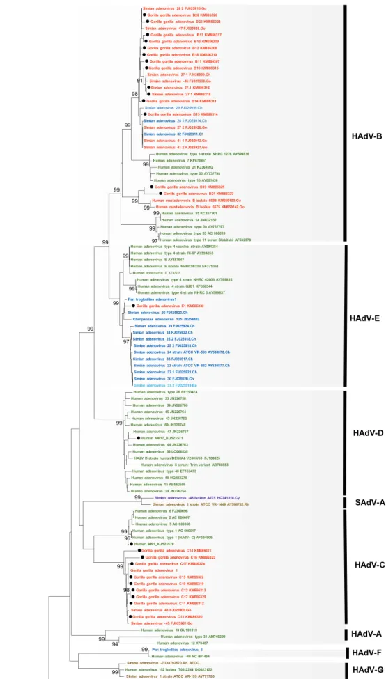 Figure 1.4. Phylogenetic tree of the partial sequence of DPOL