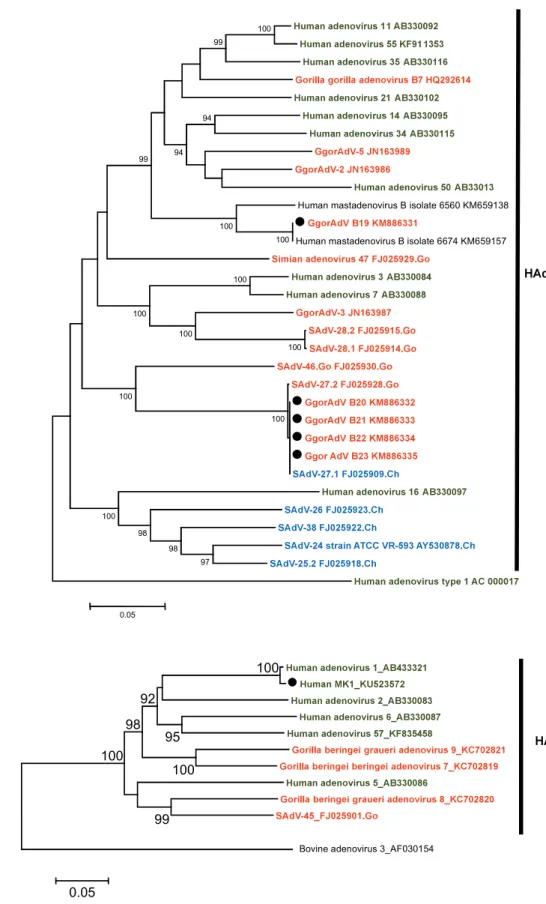 Fig. 1.5. Phylogenetic tree of the partial sequence of the hexon gene 