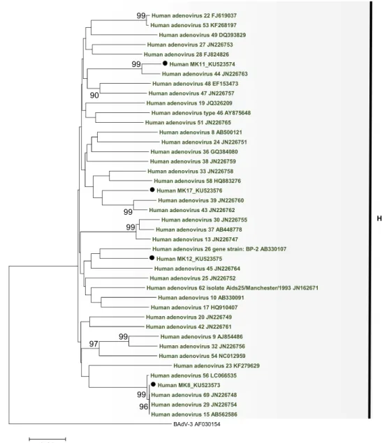 Figure 1.6. Phylogenetic tree of partial hexon of HAdV-D