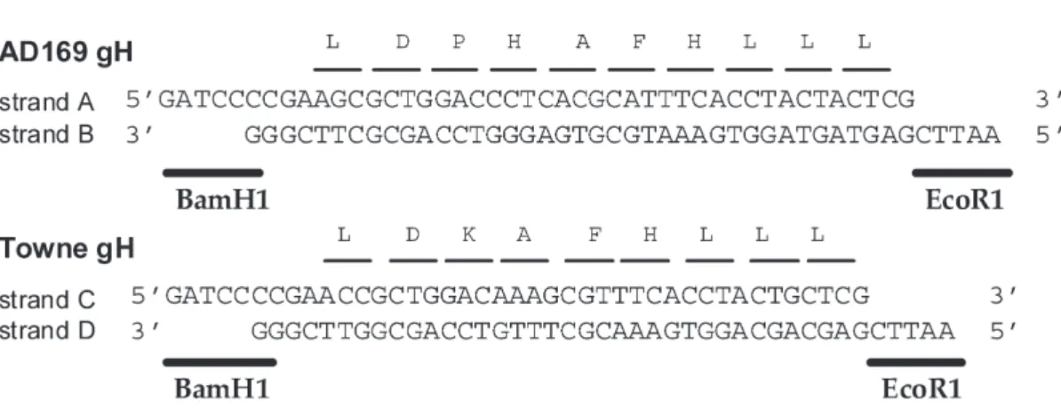 Fig. 2.  A : Summary of number and distribution of samples according to antibody responses against strain - specific  gH epitopes, and gB AD2