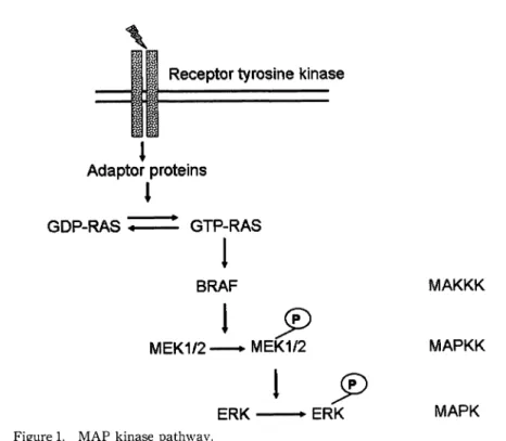 Figure  1.  MAP  kinase  pathway. 