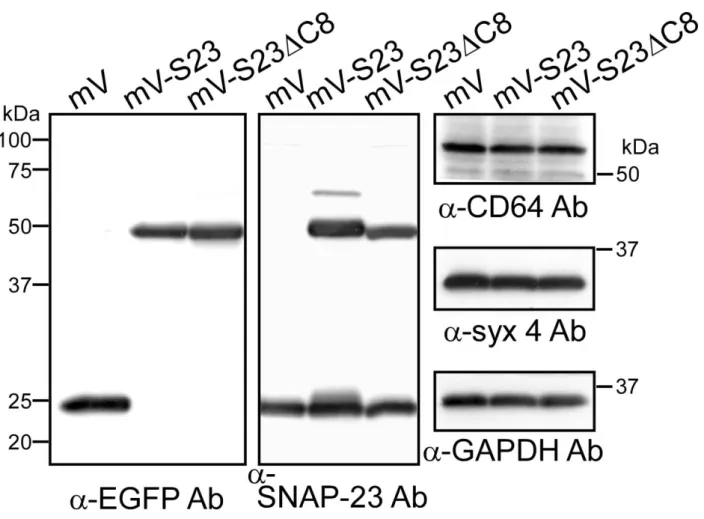 図 3-1-1-3．Western blot 解析による発現確認 