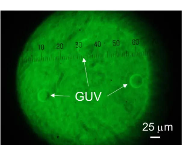 Table 3-2 ． GUV  作製時の   Vesicle Prep Pro  の設定条件