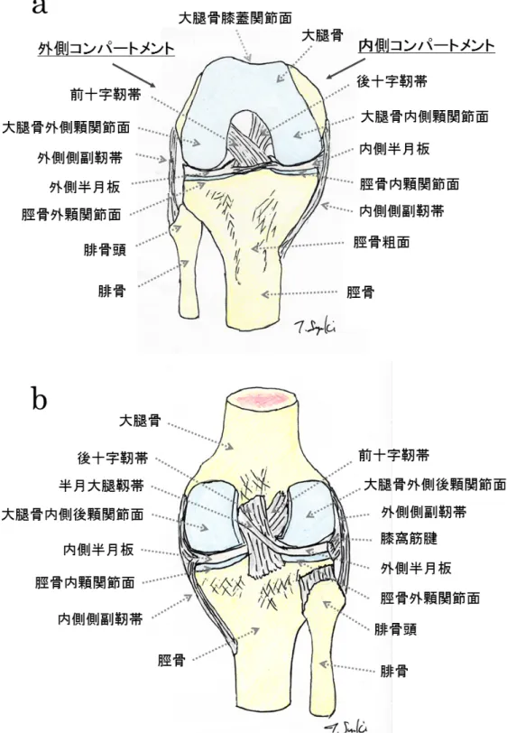 図 1：膝関節の解剖 