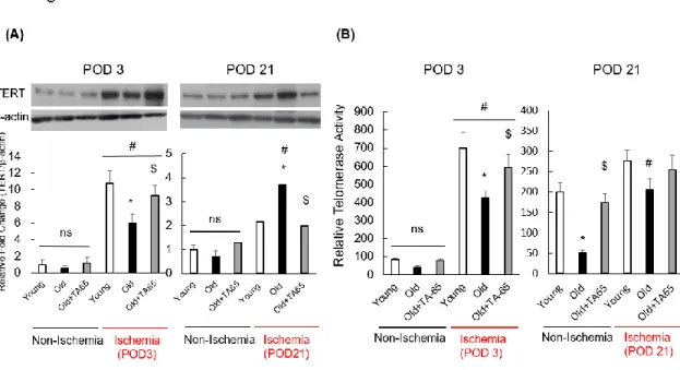Figure 3. TERT expression and telomerase activity. 