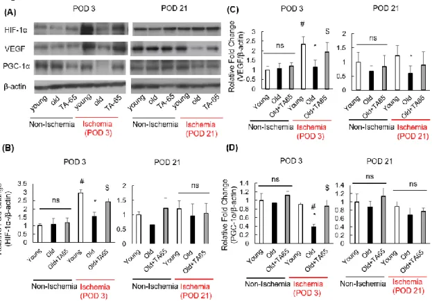 Figure 5. Expression of HIF-1α, VEGF, and PGC-1α. 