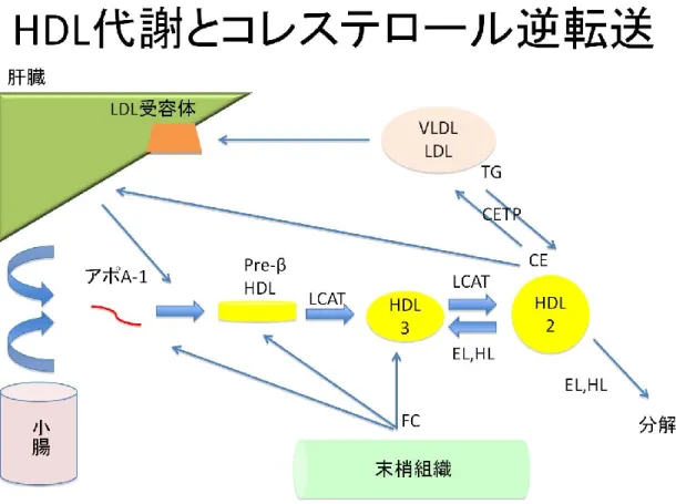 図 2    HDL 代謝とコレステロール逆転送 