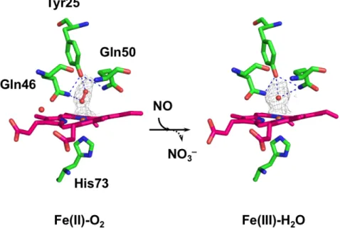 Figure  4 に 示 す よ う に ， 酸 素 結 合 型 T.  pyriformis trHb のヘム周辺構造では，酸素分子が Tyr25 と Gln46 からの水素結合によって安定化 されていた。 酸素親和性が高いことから， trHb は酸素結合 型の状態で，空洞を通って進入した一酸化窒素 と反応する可能性が示唆された。酸素結合型の 結晶を亜硝酸ナトリウムを含む溶液に浸漬する と，結晶化溶液に含まれるクエン酸と反応して 一酸化窒素を生成する。この状態の結晶を用い て構造解析を行うと，結合してい