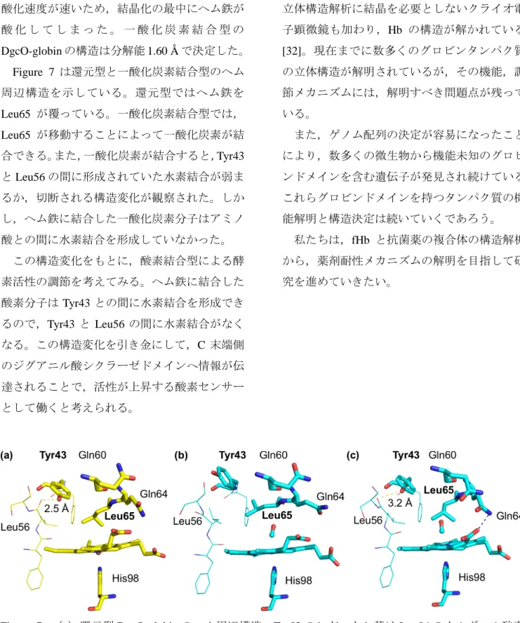 Figure  7:  （a）還元型 DgcO-globin のヘム周辺構造。Tyr53 のヒドロキシ基は Leu56 のカルボニル酸素 との間に水素結合（ 2.5 Å ）を形成している。 （ b ， c ）一酸化炭素結合型の DgcO-globin のヘム周辺構造。