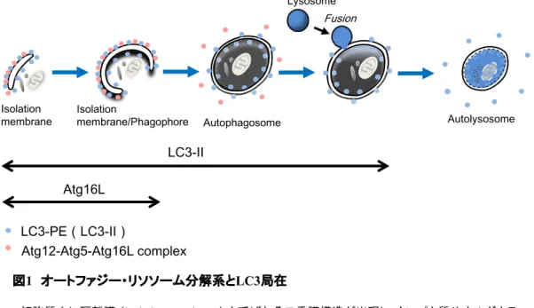 図 1 㻌 オートファジー・リソソーム分解系と LC3 局在