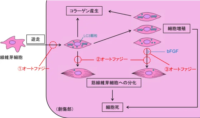図 7 創傷治癒過程における線維芽細胞の機能変化に対応したオートファジーの関与 創傷治癒過程では、線維芽細胞の様々な機能変化が時間空間的に起こる。本研究結果および過去の文献 から、オートファジ ― が線維芽細胞の移動停止（①）、筋線維芽細胞への分化（②）、および増殖・分化シグナ ルの優先度の変化（③）に関与することが推測される。青丸は LC3 顆粒を示す。遊走線維芽細胞コラーゲン産生 細胞増殖筋線維芽細胞への分化（創傷部）細胞死bFGF ①オートファジー②オートファジー ③オートファジーLC3顆粒 