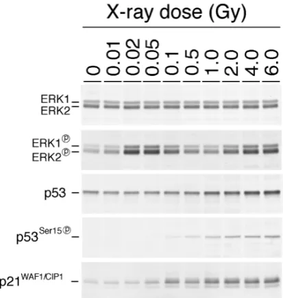 Fig. 1. Dose Dependent Phosphorylation and Activation of ERK1/2 and p53