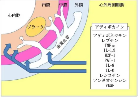 図 8  心外脂肪組織（epicardial adipose tissue: EAT）から分泌される炎症性サ イトカイン 