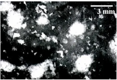 Fig. 2-2  実験系におけるコロニーの画像 
