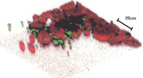 Fig. 2-5  フラスコ底面に発生したコロニーの蛍光画像 
