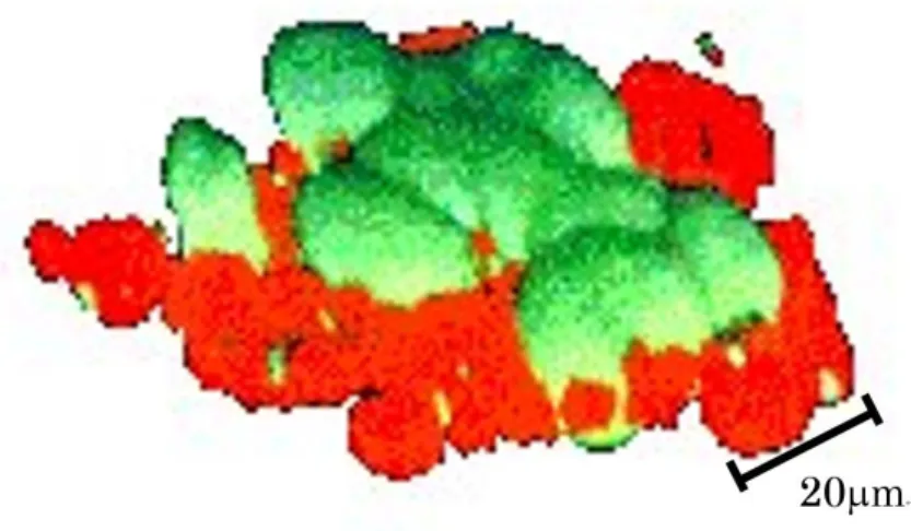 Fig. 2-6  活性の異なる chlorella 個体の蛍光画像