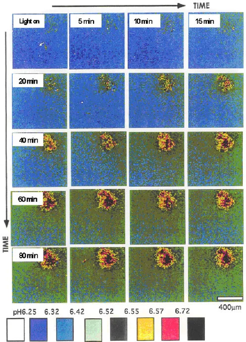 Fig. 2-7  暗環境から明環境に変化したときのコロニーおよびその周辺の  pH 変化（実験）
