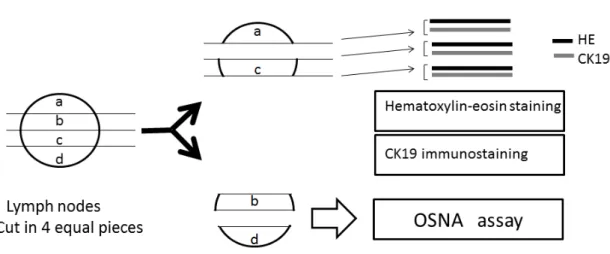 Figure 1    Processing for HE staining, CK19 immunostaining, and the OSNA assay in CLN