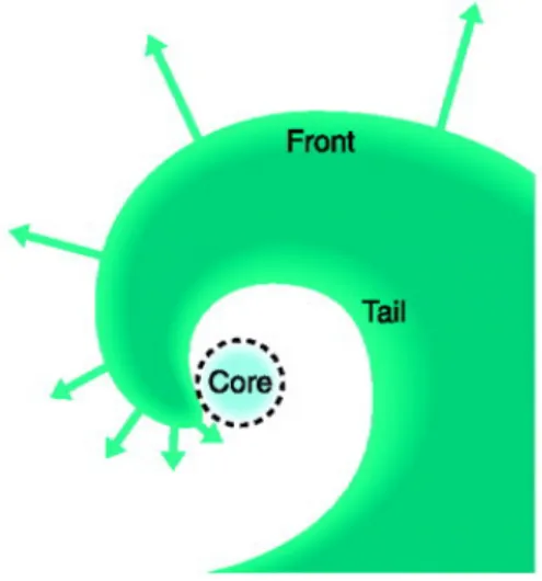 図 1. 心房細動維持機構としての spiral reentry 説