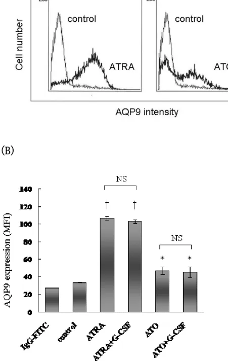 Figure 7  HT93A の AQP9 発現誘導 