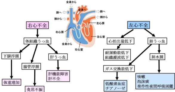 図 5  左心不全と右心不全