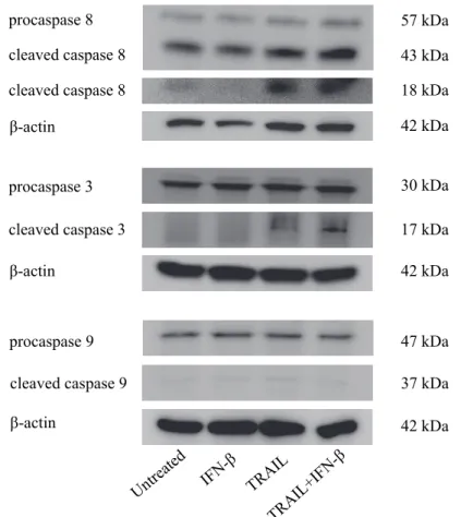 Figure 5.    Western blotting による caspase 活性の評価 
