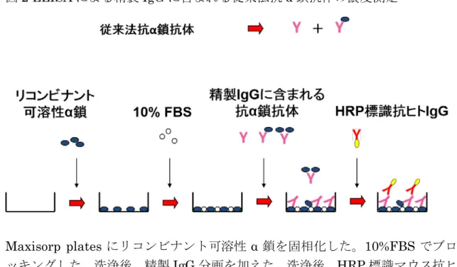 図 2 ELISA による精製 IgG に含まれる従来法抗 α 鎖抗体の濃度測定