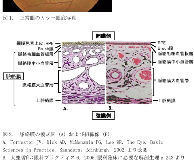 図 1.  正常眼のカラー眼底写真 