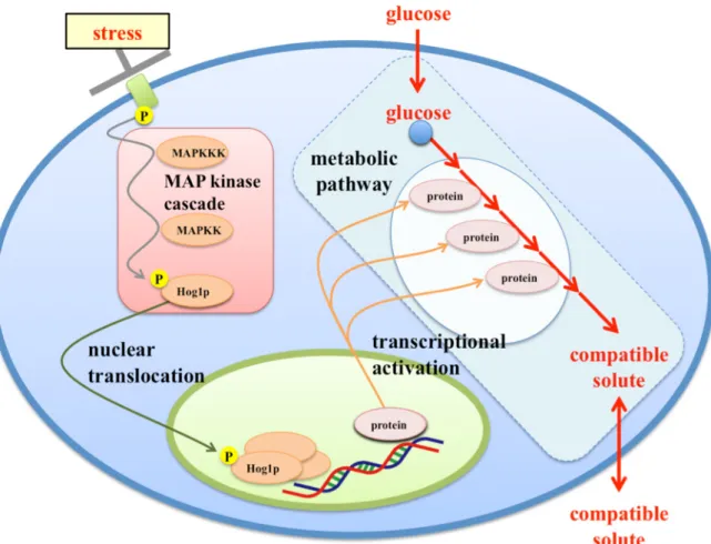 Fig. 1  Stress response and production of compatible solute. 