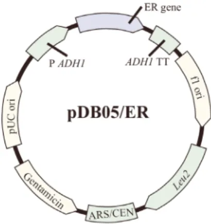 Fig. 3  Plasmid map of pDB05 inserted ER gene 