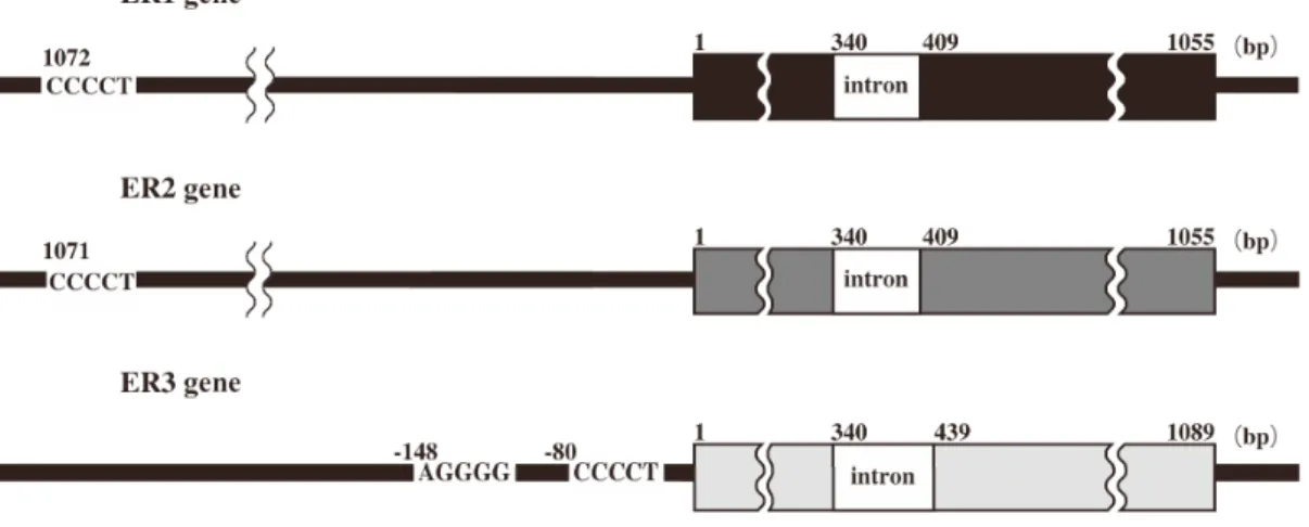 Fig. 4  The structure of the ER1, ER2 and ER3 genes of M. megachiliensis. 