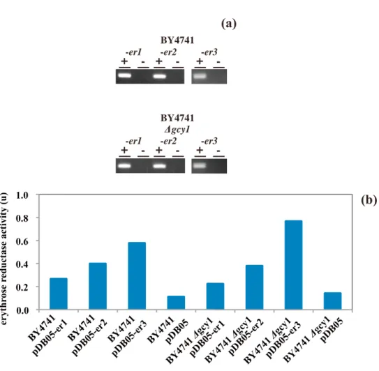 Fig. 10    Reverse transcription-PCR and erythrose reductase activity of S. cerevisiae  transformants harboring pDB05-er3