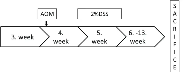 Fig. 14. Protocol for the induction of tumor by AOM and 2%DSS. 
