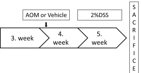 Fig. 15. Protocol for the induction of inflammation by AOM and 2%DSS. 