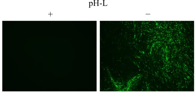図 2-4   分節型 rRABV の作出における L 発現プラスミドの影響 遺伝子導入細胞の培養上清を接種した BHK-21 細胞 ( 接種 5 日後 ) 。 + ： pH-S1(1.00μg) 、 pH-S2(1.00μg) 、 pH-N(0.50μg) 、 pH-P(0.25μg) 、 pH-G(0.15μg) 、 + ： pH-L(0.10μg)  − ： pH-S1(1.00μg) 、 pH-S2(1.00μg) 、 pH-N(0.50μg) 、 pH-P(0.25μg) 、 pH-G(0.15μ