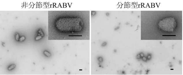 図 3-2   非分節型および分節型 rRABV の VP 
