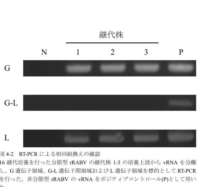 図 4-2 RT-PCR による相同組換えの確認 16 継代培養を行った分節型 rRABV の継代株 1-3 の培養上清から vRNA を分離 し、 G 遺伝子領域、 G-L 遺伝子間領域および L 遺伝子領域を標的として RT-PCR を行った。非分節型 rRABV の vRNA をポジティブコントロール (P) として用い た。 G G-LL N P継代株123