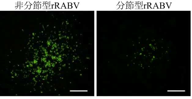 図 4-4   フォーカスサイズ 精製した非分節型および分節型 rRABV を MOI 0.1 の条件で BHK-21 細胞に接種 し、接種 4 日後に FITC 標識抗 N 抗体を用いて染色を行った。フォーカスサイ ズは非分節型 rRABV が約 600  μm 、分節型 rRABV が約 200  μm であった。スケ ールバーは 200 μm を示す。非分節型 rRABV 分節型 rRABV