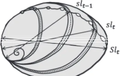 Fig. 3   The shell of disk abalone Haliotis discus discus  showing axes of measurement