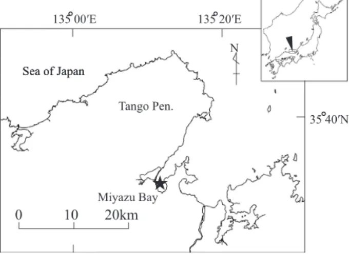 Fig. 1   Sampling site in Miyazu Bay. 