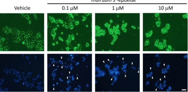 Fig. 7 Morphological observation by Hoechst 33342 staining. 